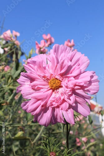 pink flowers  cosmos