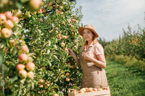 Happy smiling female farmer worker crop picking fresh ripe apples in orchard garden during autumn harvest. Harvesting time
