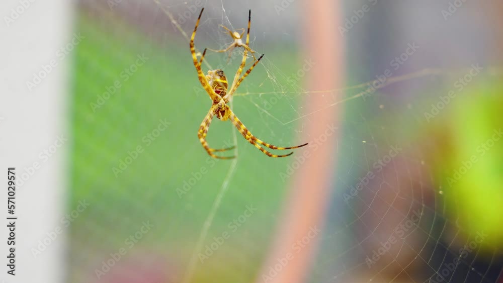 Spider in its web