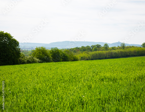 green grassland plantation wildflower crop