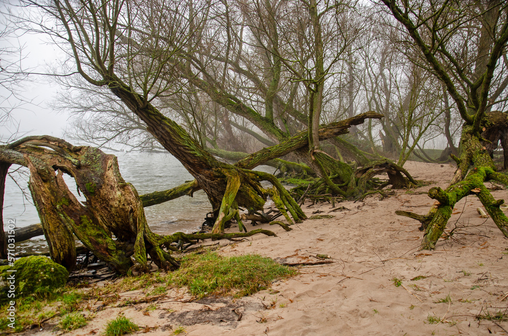 Odd-shaped trees on a sandy beach of the river Nieuwe Merwede in Biesbosch national park near Dordrecht, The Netherlands