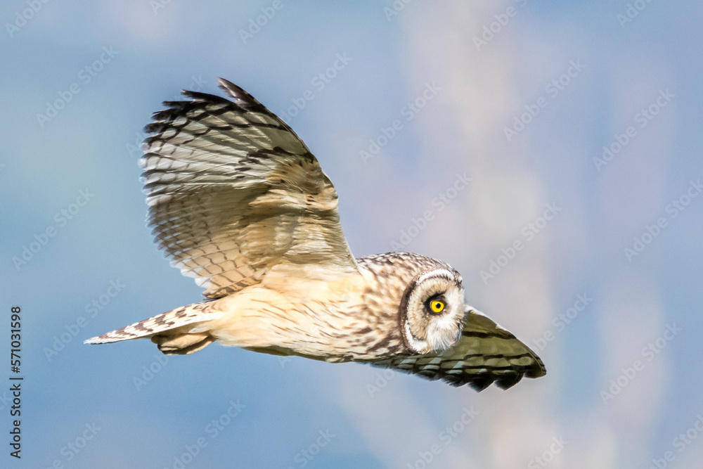 Fototapeta premium owl flying