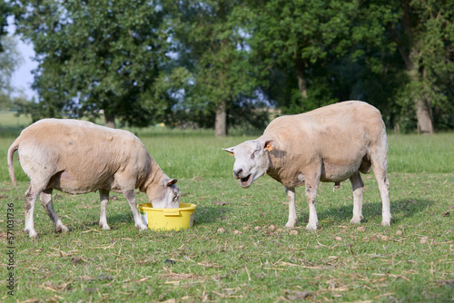Two Flemish sheep in meadow eating 