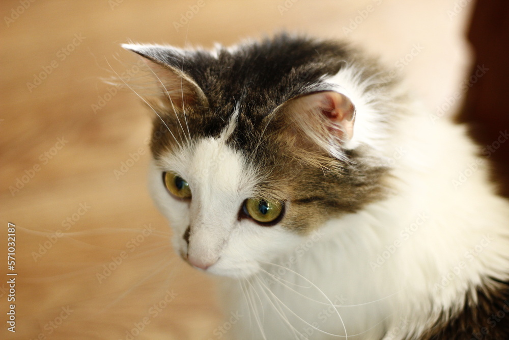 close up portrait of a cute cat