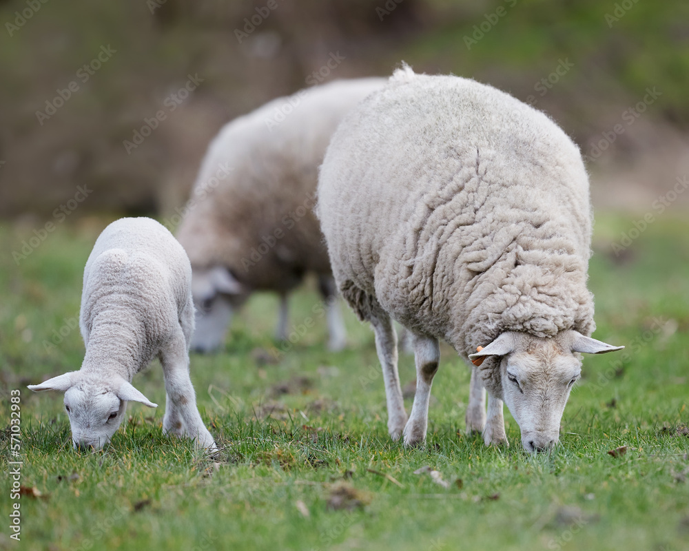White Flemish sheep ewe with new lamb grazing White Flemish sheep ewe with new lamb grazing