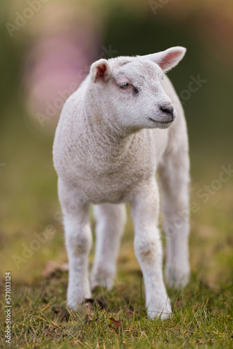 Close up of white lamb against blurred background