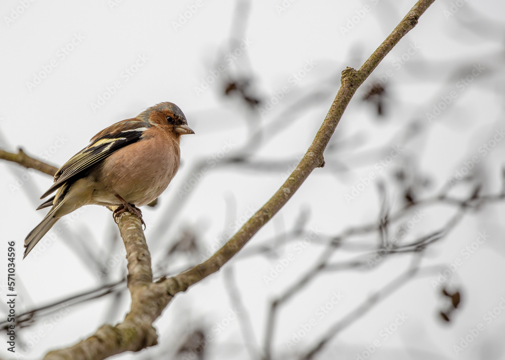 Common Chaffinch (Fringilla coelebs) spotted outdoors in Dublin, Ireland