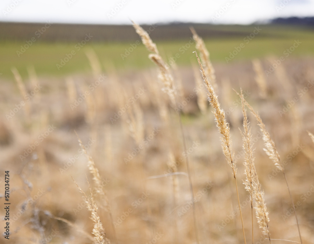 Fototapeta premium soil steppe wind field harvest