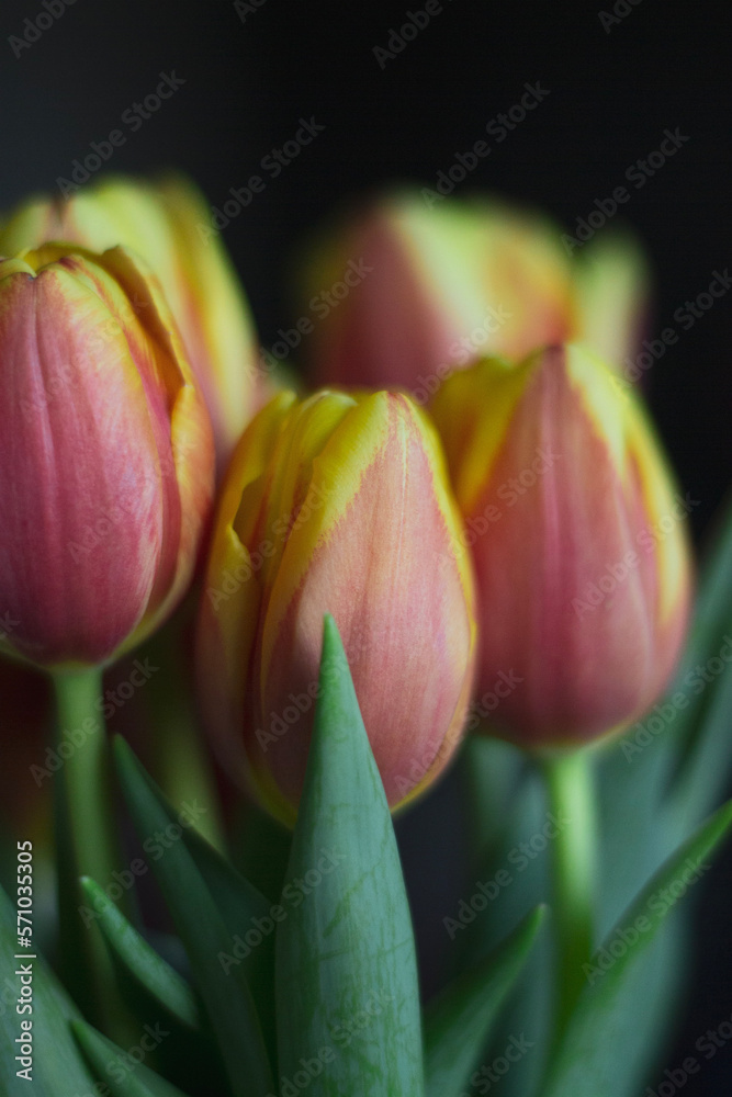 Fototapeta premium pink and yellow tulips