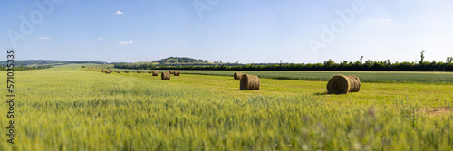 cornfield cornyard green grassland meadow