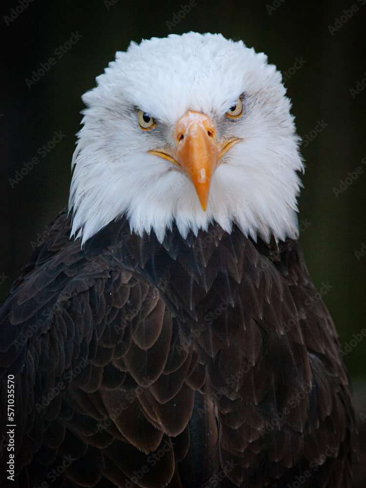 Retrato Águila calva, Haliaeetus leucocephalus Retrato Águila calva, Haliaeetus leucocephalus
