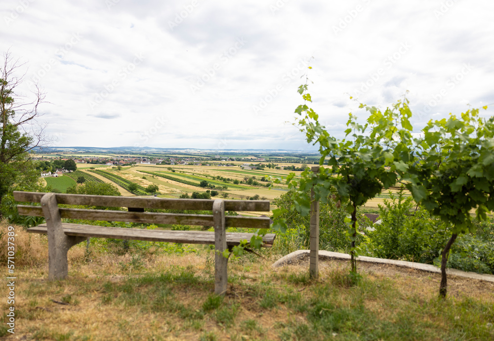 bench vine level landscape dry summer