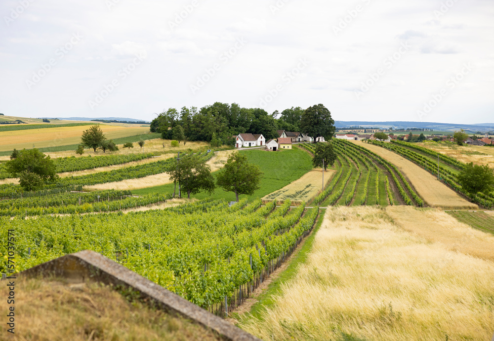 small vineyard in soft hills cornfield