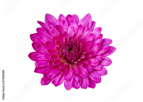 Closeup Pink Chrysanthemum Flower isolated on a transparent background with clipping path. For design element.