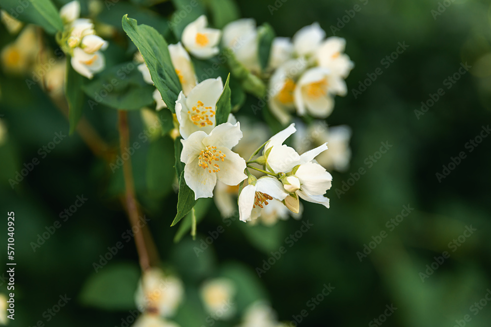 Beautiful white jasmine blossom flowers in spring time. Background with flowering jasmin bush. Inspirational natural floral spring blooming garden or park. Flower art design. Aromatherapy concept. Beautiful white jasmine blossom flowers in spring time. Background with flowering jasmin bush. Inspirational natural floral spring blooming garden or park. Flower art design. Aromatherapy concept.