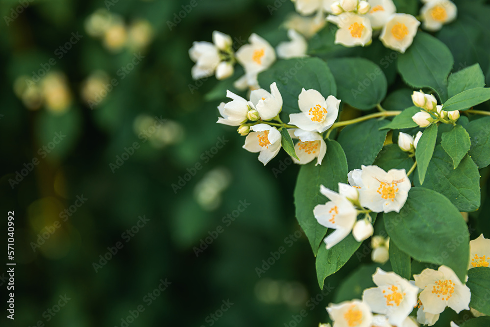 Beautiful white jasmine blossom flowers in spring time. Background with flowering jasmin bush. Inspirational natural floral spring blooming garden or park. Flower art design. Aromatherapy concept. Beautiful white jasmine blossom flowers in spring time. Background with flowering jasmin bush. Inspirational natural floral spring blooming garden or park. Flower art design. Aromatherapy concept.