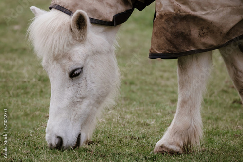 Portrait of white shetland pony eating grass on the field, closeup.