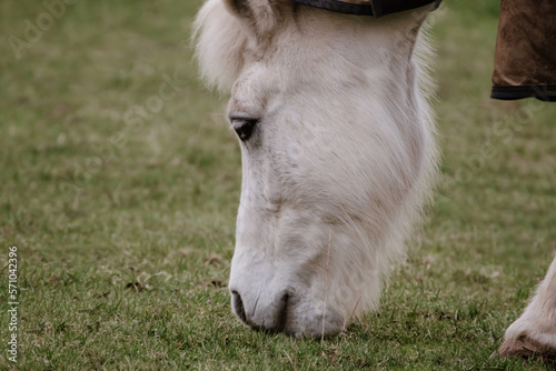 Portrait of white shetland pony eating grass on the field, closeup.