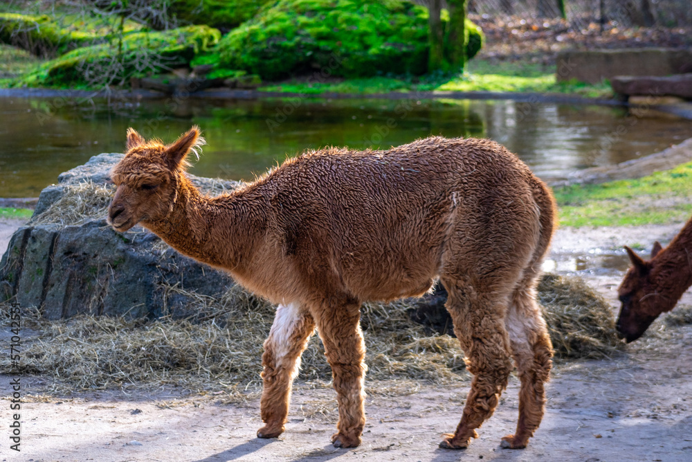 Fototapeta premium Pivdennoamekatska alpaca in the Andes