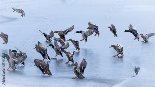 Flock of wild ducks lands on the icy surface of a frozen body of water