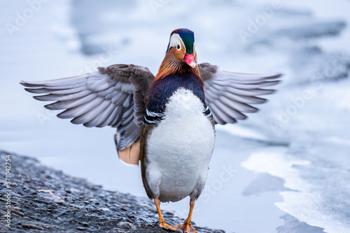 Male mandarin duck stands on the bank of a frozen channel and spreads his wings
