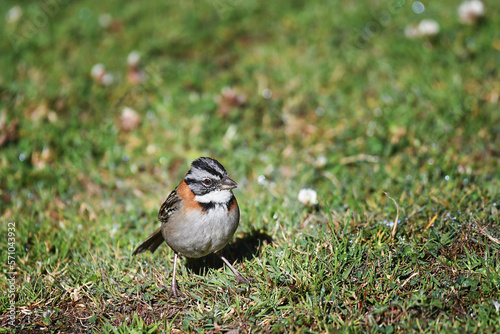 Rufous-collared Sparrow standing up in the grass photo