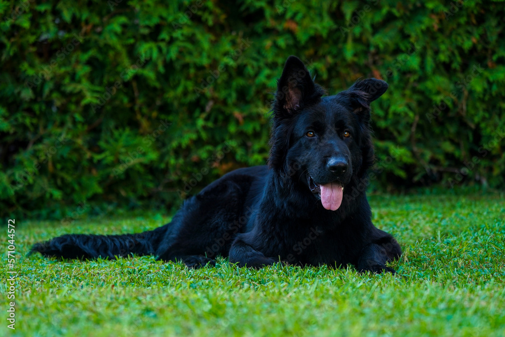 black german shepherd dog sitting in the green grass