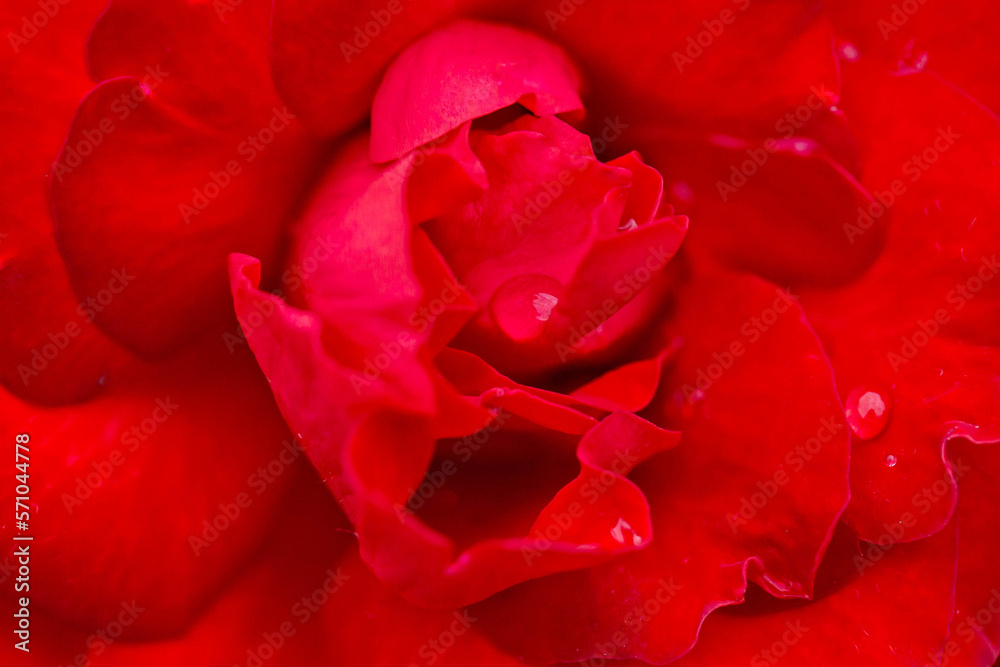 rose flower red blurred background bokeh rose flower red blurred background bokeh