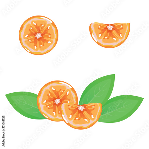 orange fruit slices, orange slices with leaves. Vector illustration of  orange isolated on a white background. Juicy and sweet tiny  vector illustration in cartoon style