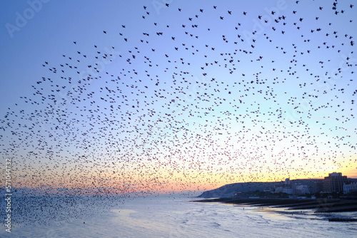 Wallpaper Mural A murmuration of starlings flying over Eastbourne pier at twilight. Clear skies with a magenta hue. Torontodigital.ca