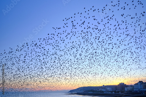 A murmuration of starlings flying over Eastbourne pier at twilight. Clear skies with a magenta hue.