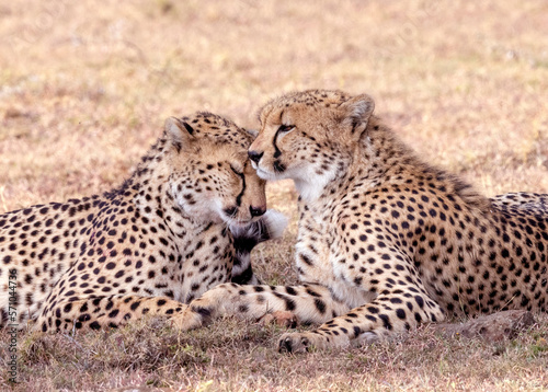Cheetah Mother and Cub after the Hunt