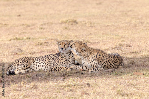 Cheetahs Grooming