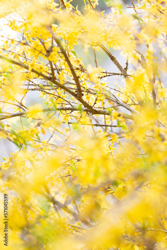 yellow flowers on the bush