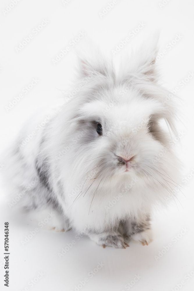 lionhead rabbit strain with grey and white fur isolated against white background lionhead rabbit strain with grey and white fur isolated against white background