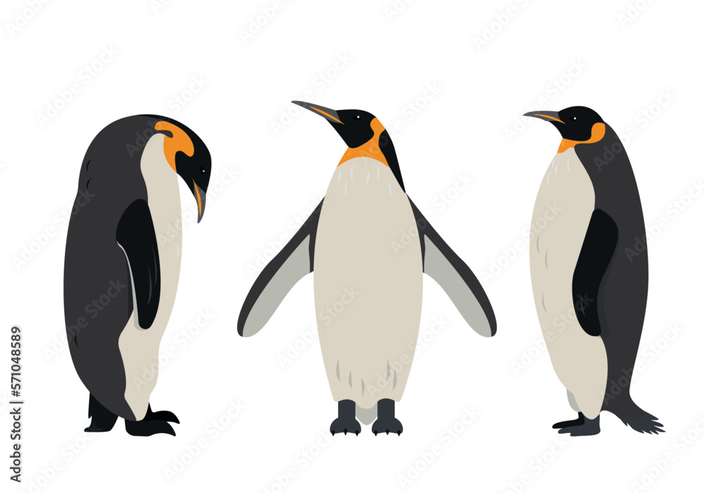 Fototapeta premium Penguin icons set. Collection of Big Emperor or King penguins isolated on white background. Flat or cartoon nature animal vector illustration.