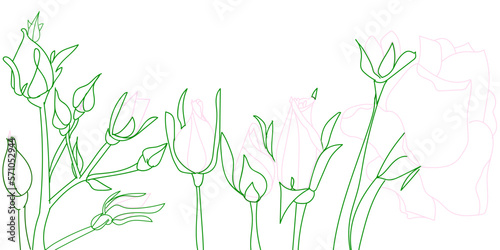 Blooming Roses
