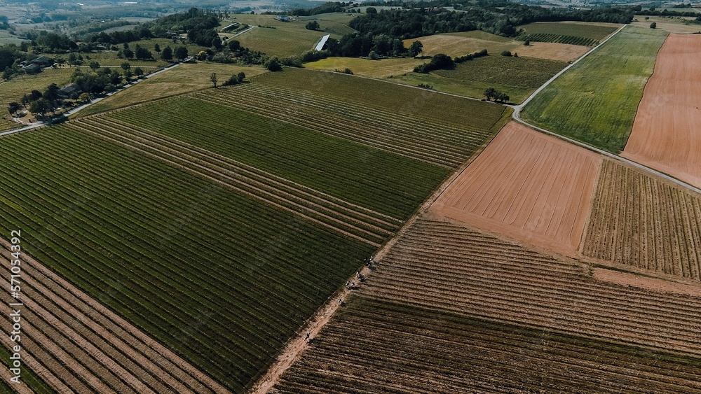 top view of vineyards