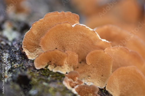 Inonotus mikadoi. Hymenochaetaceae mushroom.
A fungus that infects wood with mushrooms that grow in colonies on dead stems of the Rosaceae family. photo