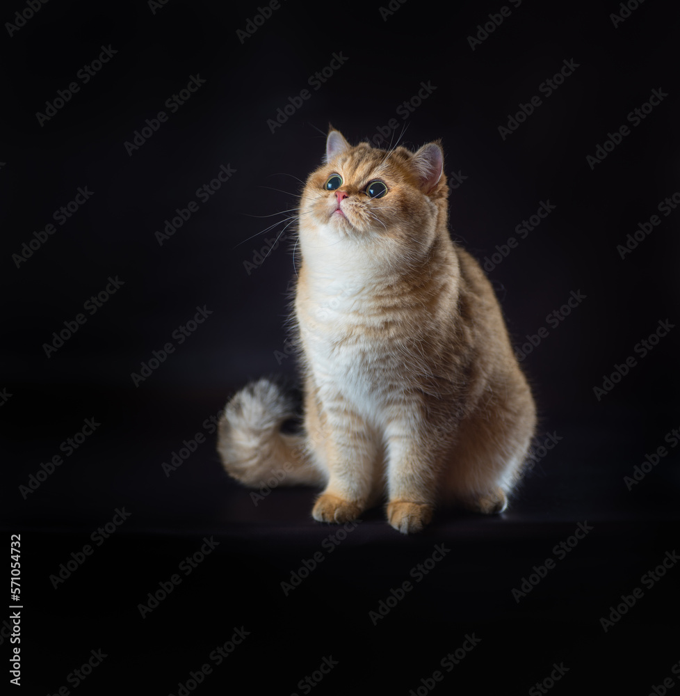 Fototapeta premium british shorthair cat sitting on a black background