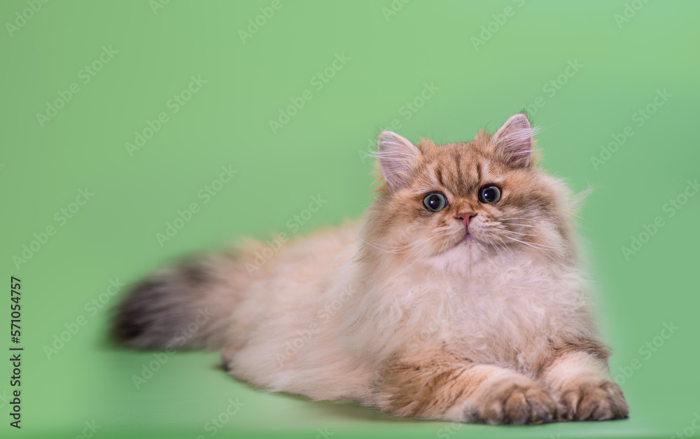 british long-haired cat lying on a black background
