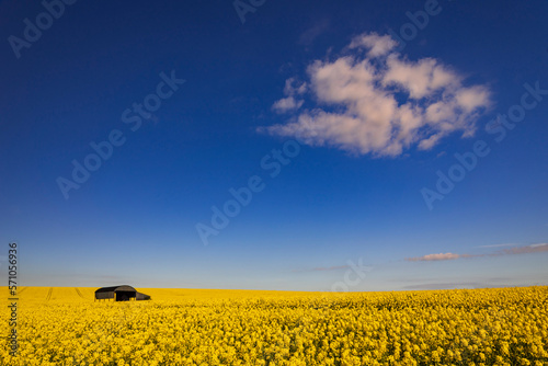 Fototapeta Naklejka Na Ścianę i Meble -  Bright yellow rape seed canola under deep blue skies and a Dutch barn in deepest Dorset