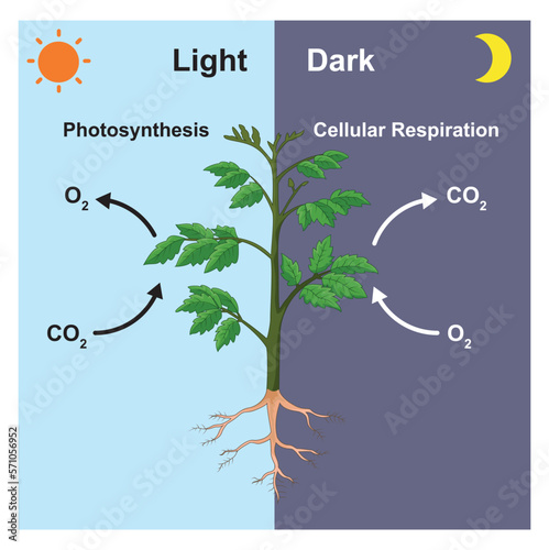 Scientific Designing of Gas Exchange Process in Plants Depending on the Period, Light (Photosynthesis) and Dark (Cellular Respiration). Vector Illustartion. photo