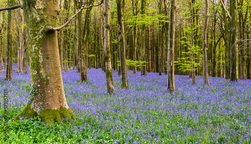 Sun streams through bluebell woods with deep blue purple flowers under a bright green beech canopy