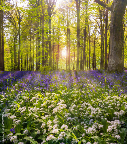 Fotografia Sun streams through bluebell woods with deep blue purple flowers under a bright