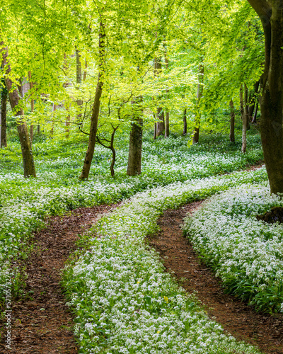 Sunshine illuminates a path through wild garlic  in a Dorset woodland © allouphoto
