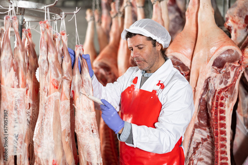 Professional butchery owner interested in maintaining quality of meat products, measuring temperature of chilled lamb carcasses hanging in cold storage room