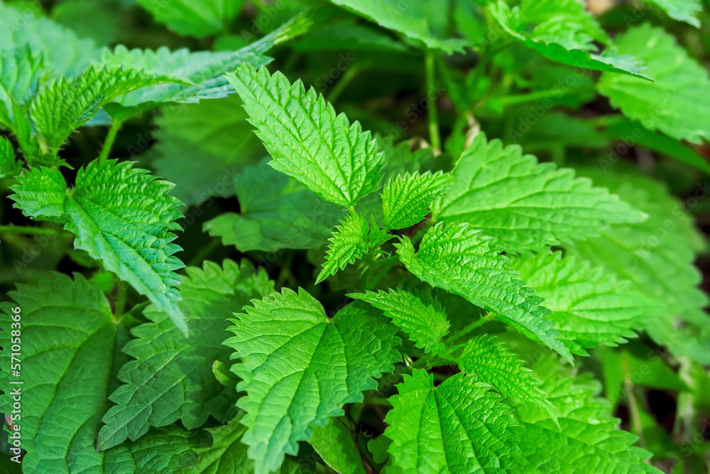 bush of green nettle grows in the garden bush of green nettle grows in the garden