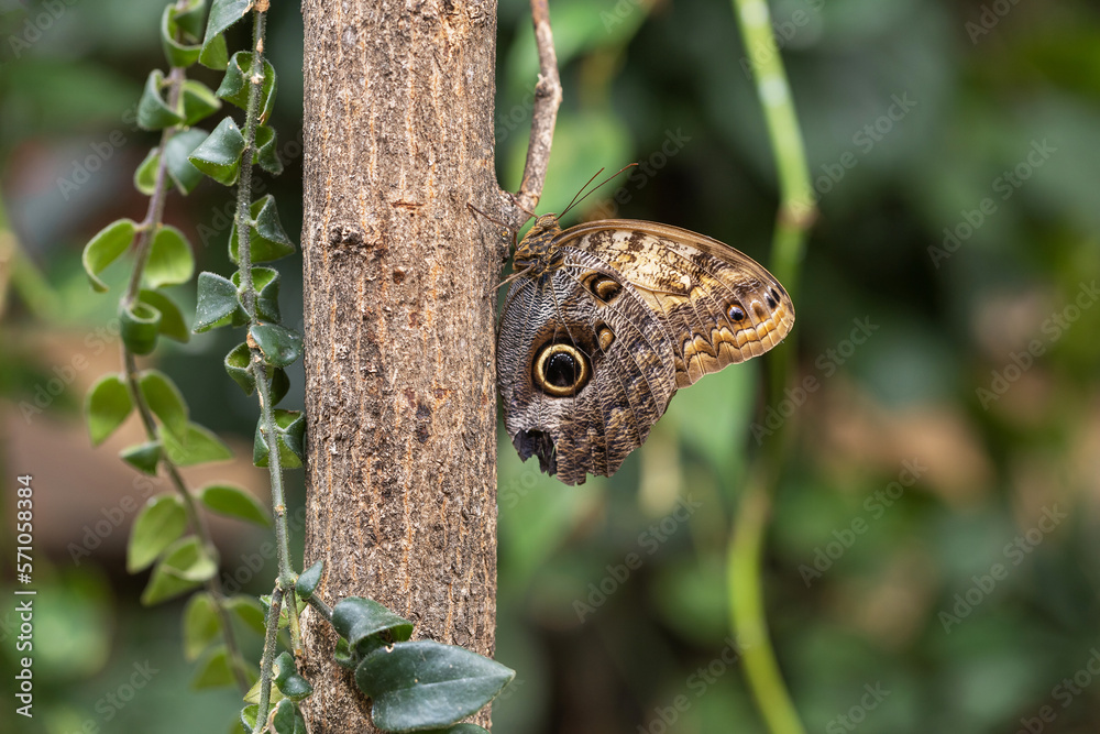 Morpho peleides - a beautiful blue butterfly with an eye on the wing, sitting on a tree trunk. Morpho peleides - a beautiful blue butterfly with an eye on the wing, sitting on a tree trunk.