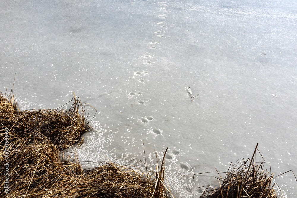 Rabbit tracks across a frozen pond from the shore. Rabbit tracks across a frozen pond from the shore.